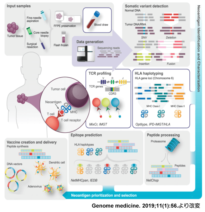 ネオアンチゲン特異的TCR遺伝子のクローニングと遺伝子導入T細胞治療の開発（タカラバイオとの共同研究）