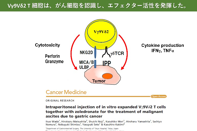 Vγ9Vδ2T細胞は、がん細胞を認識し、エフェクター活性を発揮した。