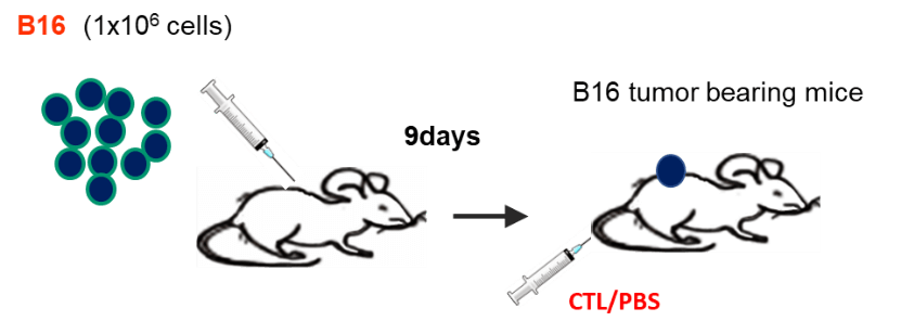 担癌マウスに対するCTL治療モデル