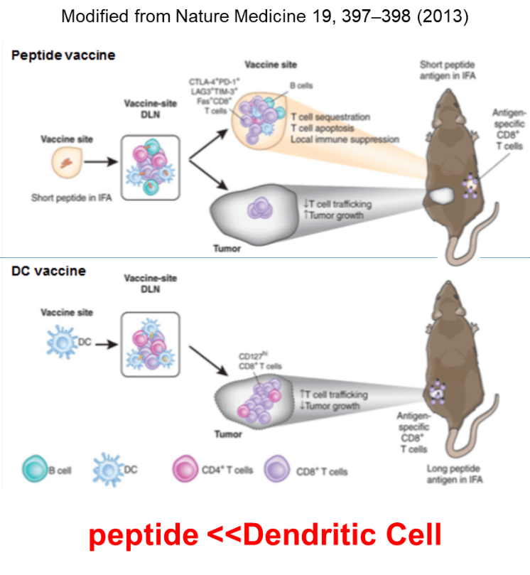 peptide<<Dendritic Cell