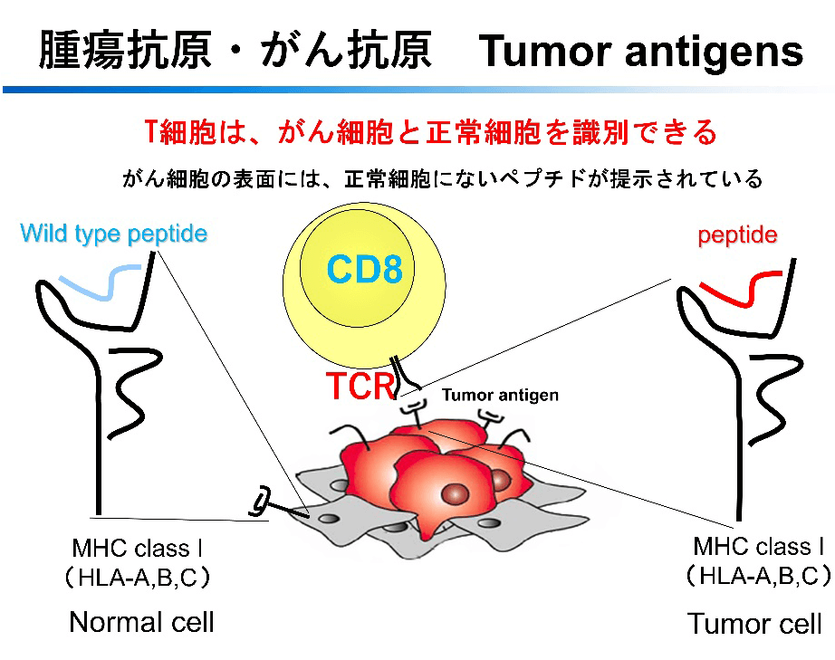 T細胞は、がん細胞と正常細胞を識別できる