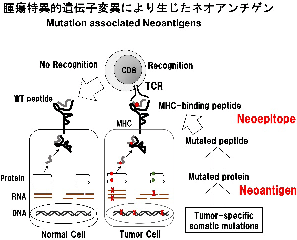 腫瘍特異的遺伝子変異により生じたネオアンチゲン