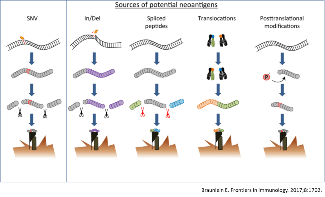 Sources of potential neoantigens