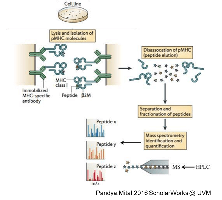 MHC結合ペプチド解析法を組み合わせたがん抗原の探索方法