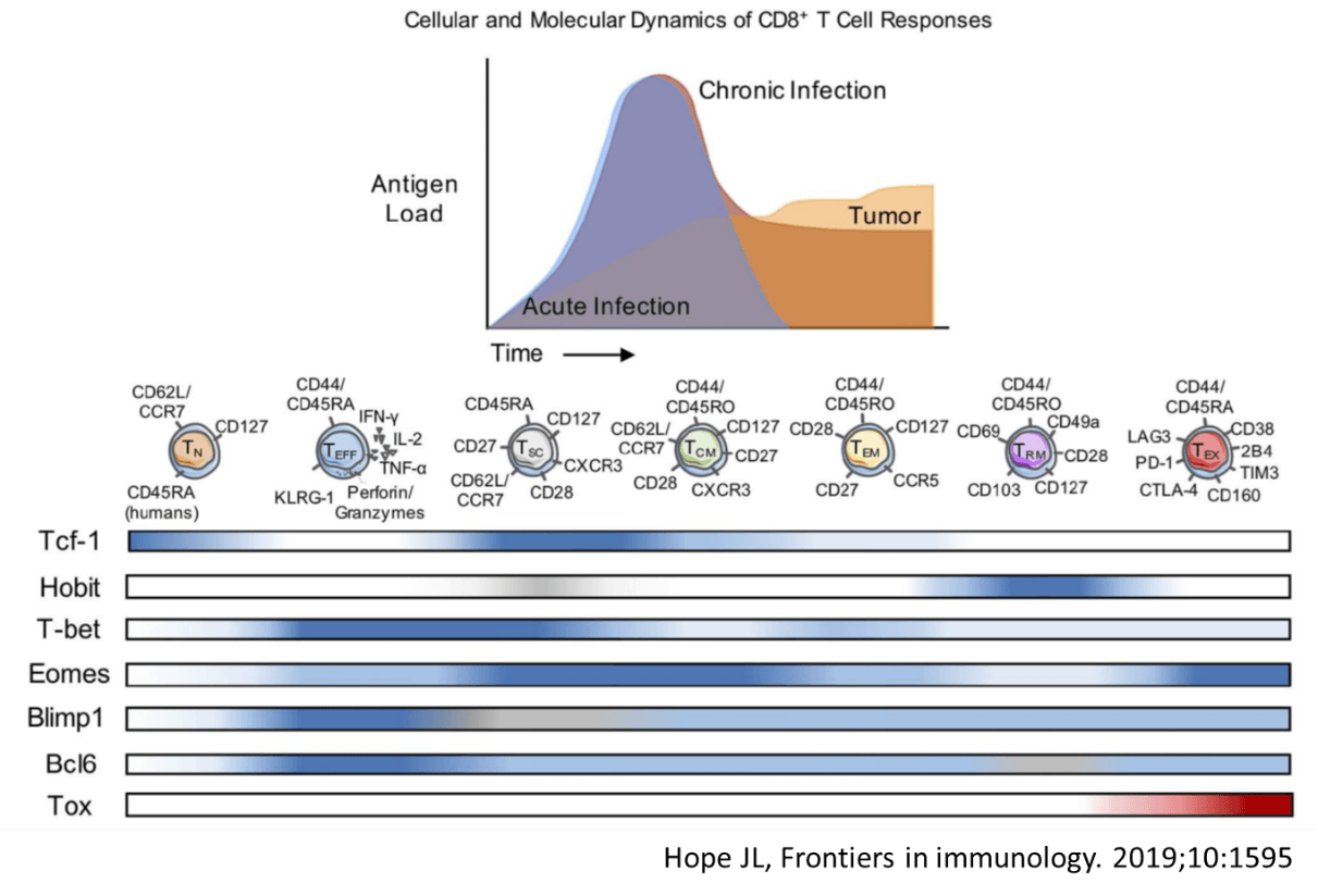 Cellular and Molecular Dynamics of CD8+ T Cell Responses