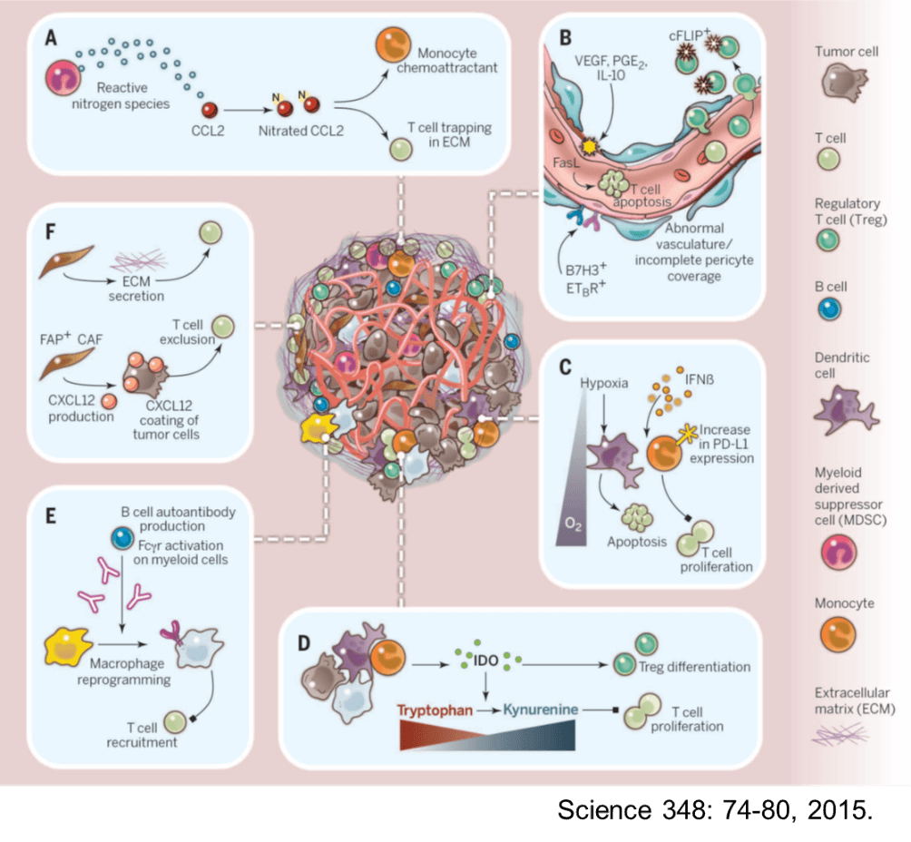 腫瘍に対する免疫抑制性の環境