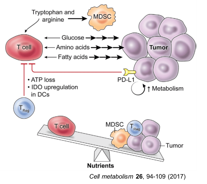 がん細胞以外にも代謝を介してT細胞の抗腫瘍活性を抑制する細胞